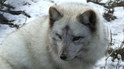 En fjällräv i snö.